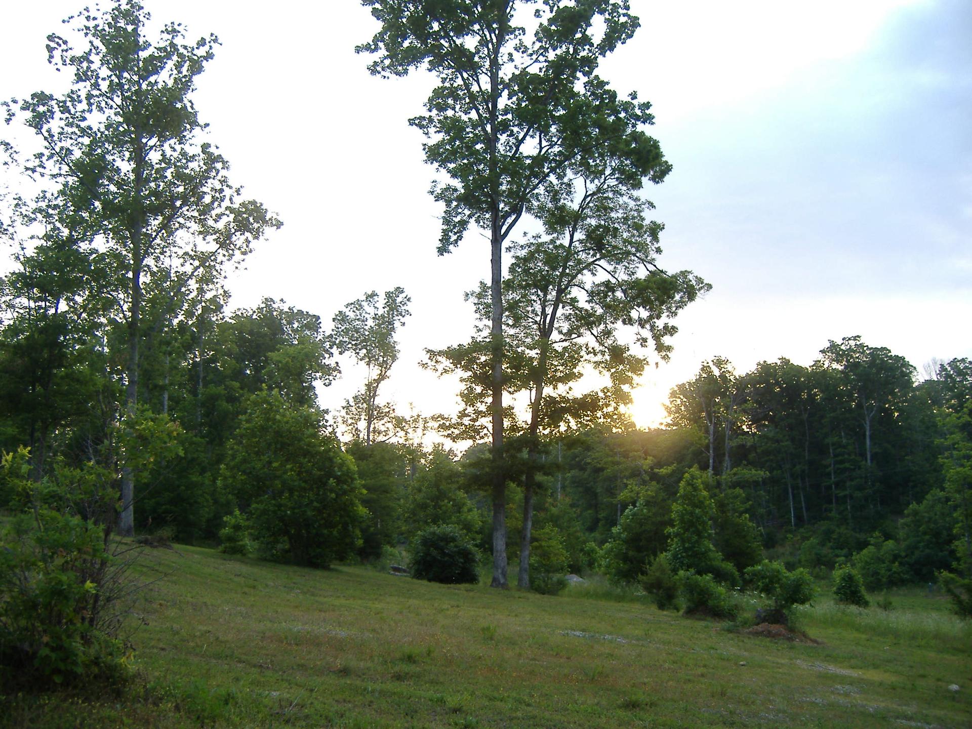 Grassy clearing surrounded by tall trees, with warm sunset light peeking through.