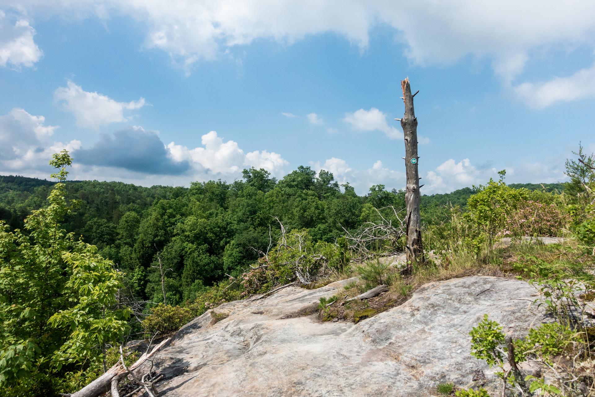Rocky overlook with a dead tree, dense green forest, and bright cloudy sky.