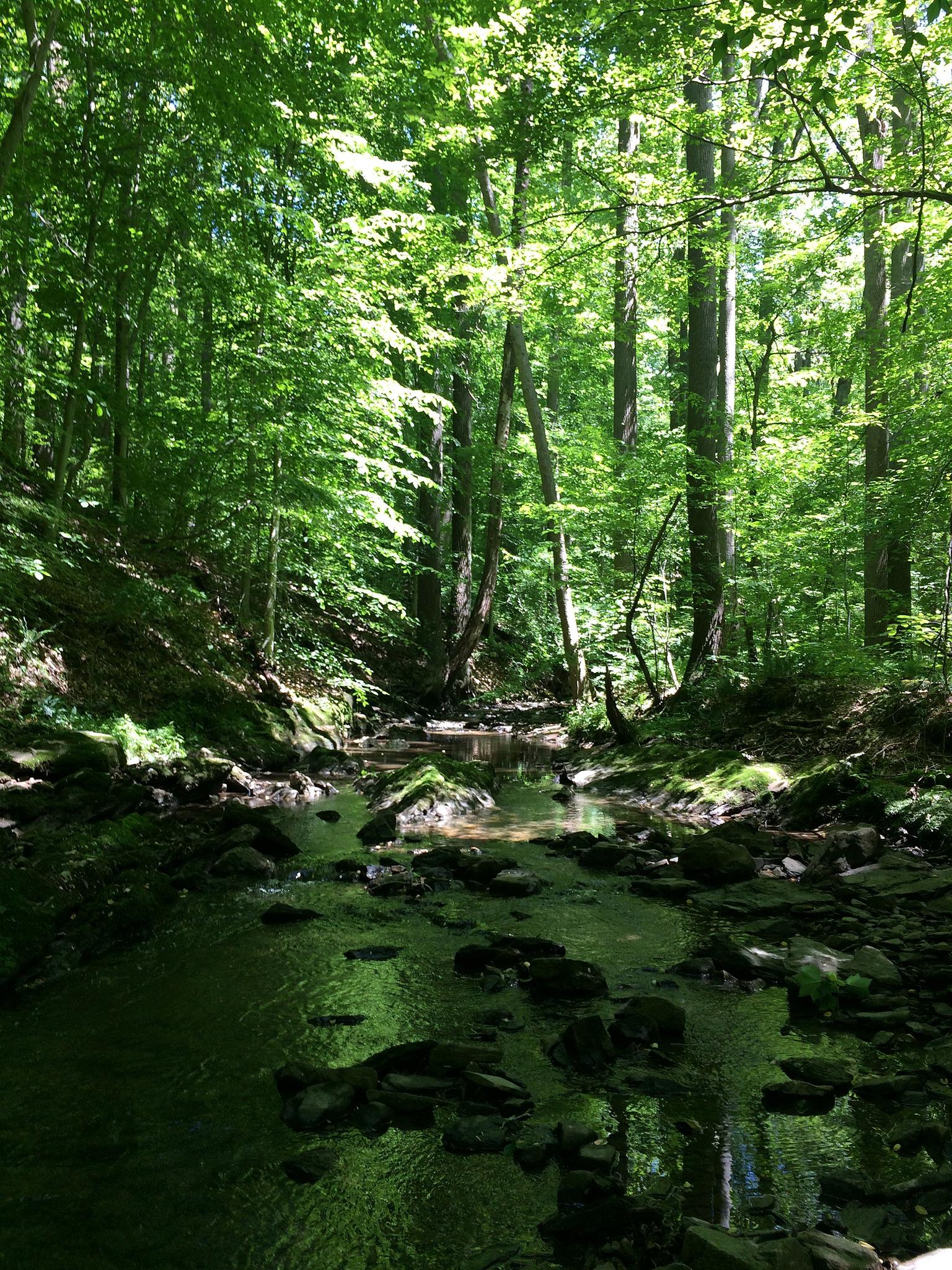 A rocky stream flows through a sun-dappled, lush green forest.