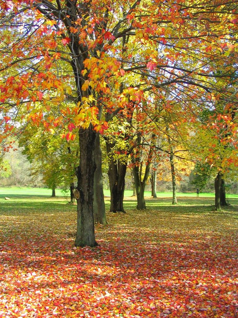 Sunny autumn scene with trees displaying vibrant red and yellow leaves.