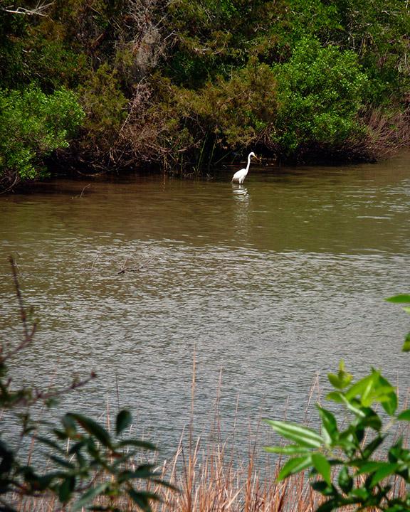 White egret wading in shallow water near dense green foliage.