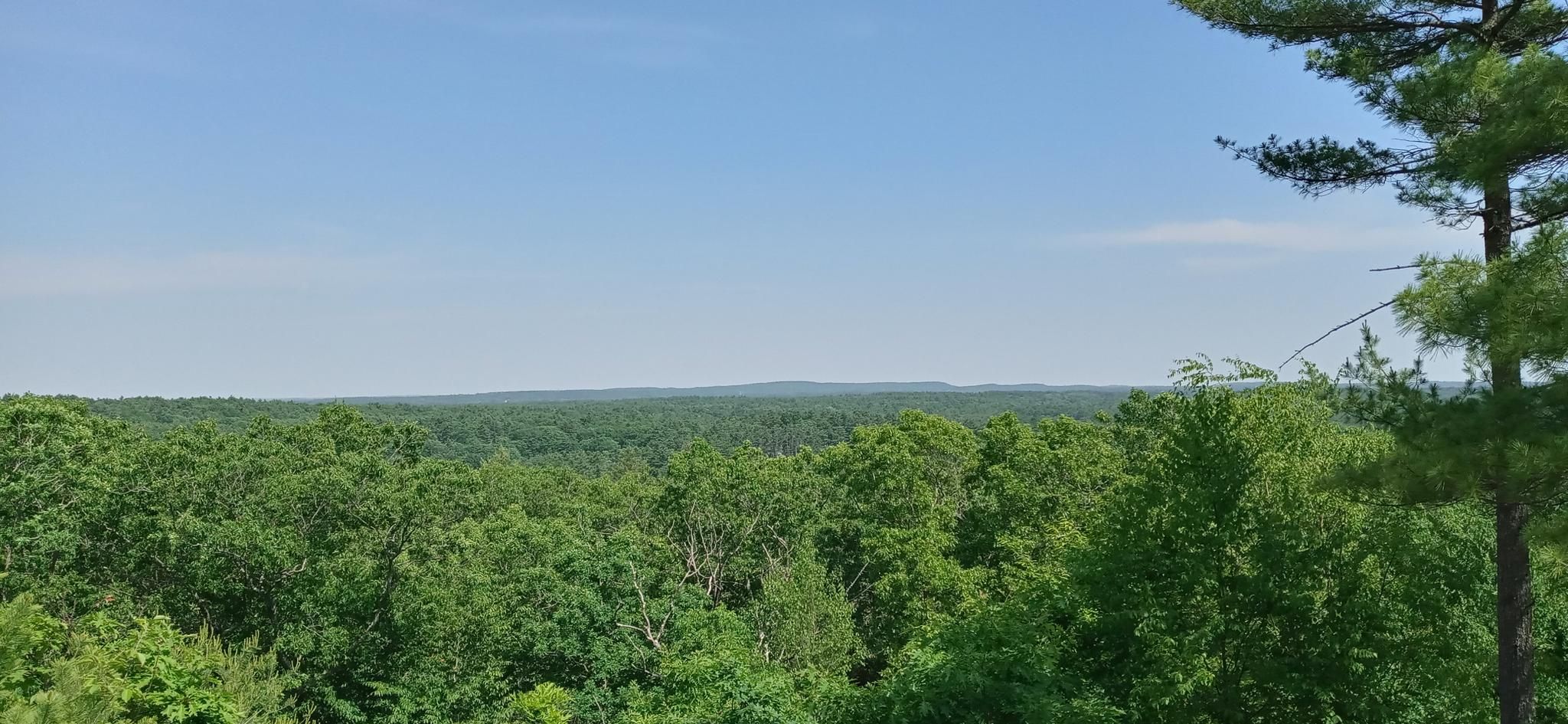 Expansive view of a dense green forest under a clear blue sky. - Noon Hill Loop