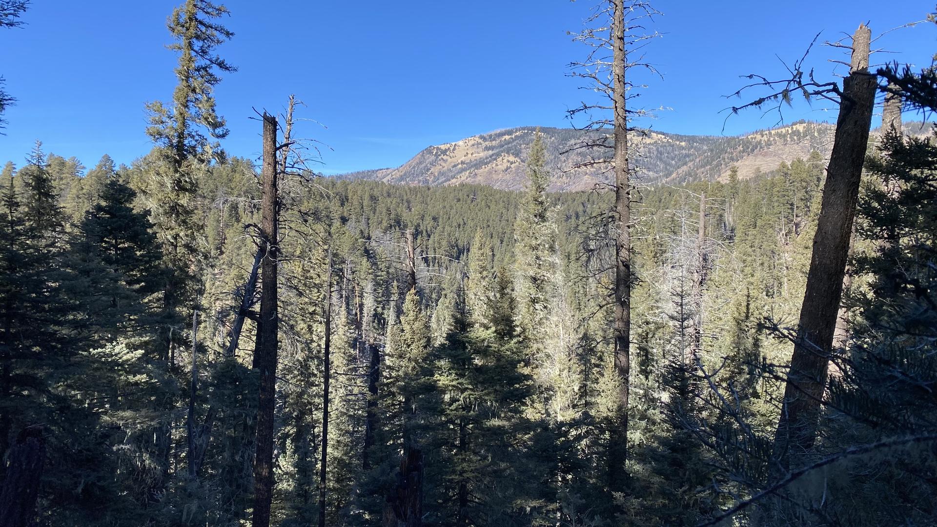 Dense evergreen forest stretches towards a distant mountain under a clear blue sky.