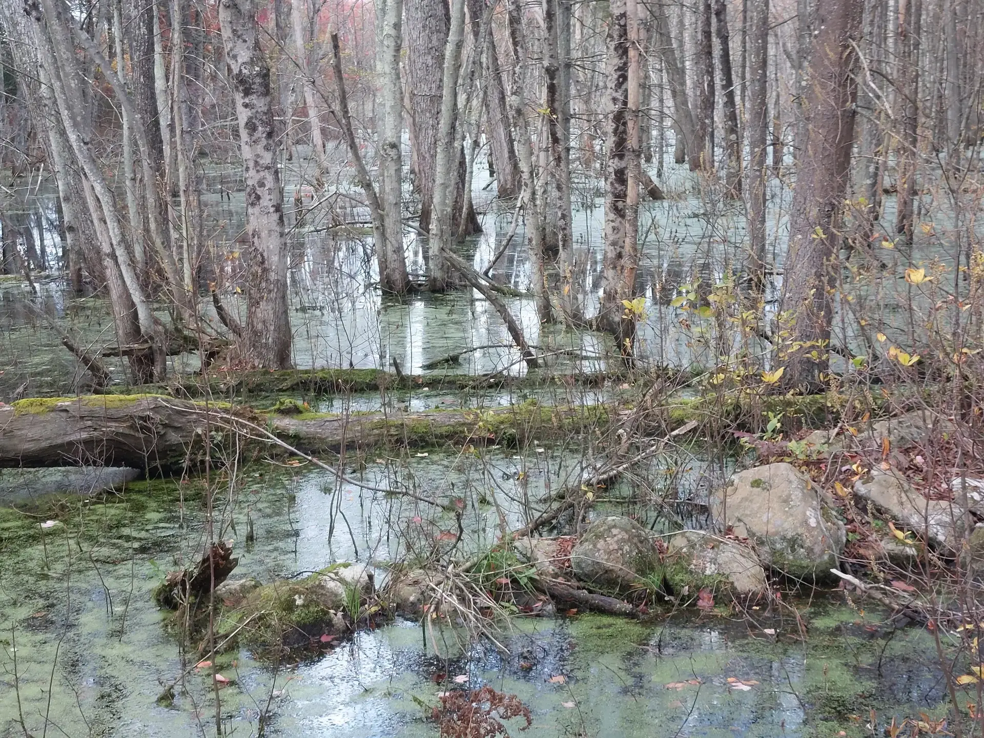 Overcast swampy forest with bare trees, green water, and fallen logs.