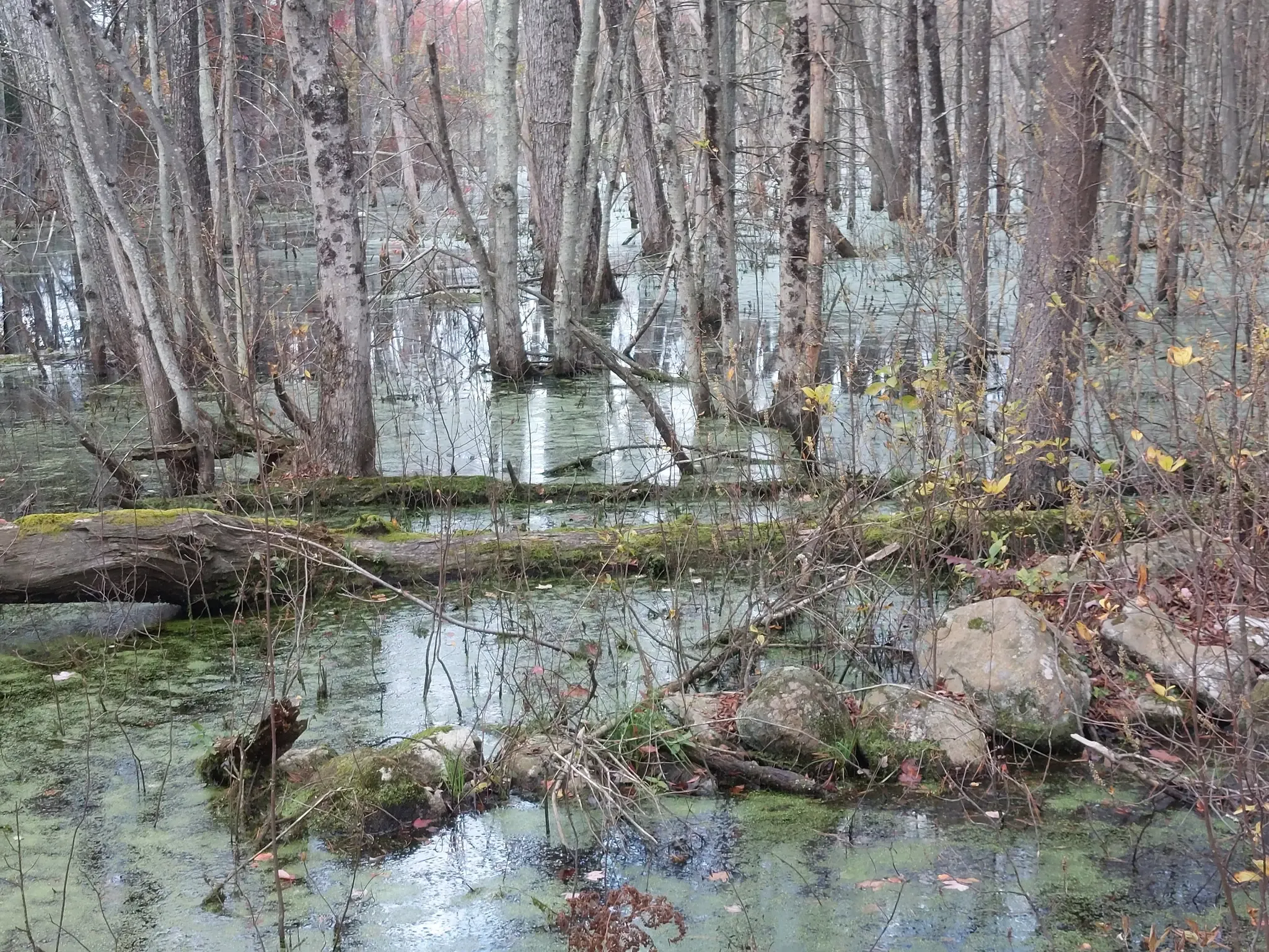 Overcast swampy forest with bare trees, green water, and fallen logs. - Franklin State Forest Figure Eight loop