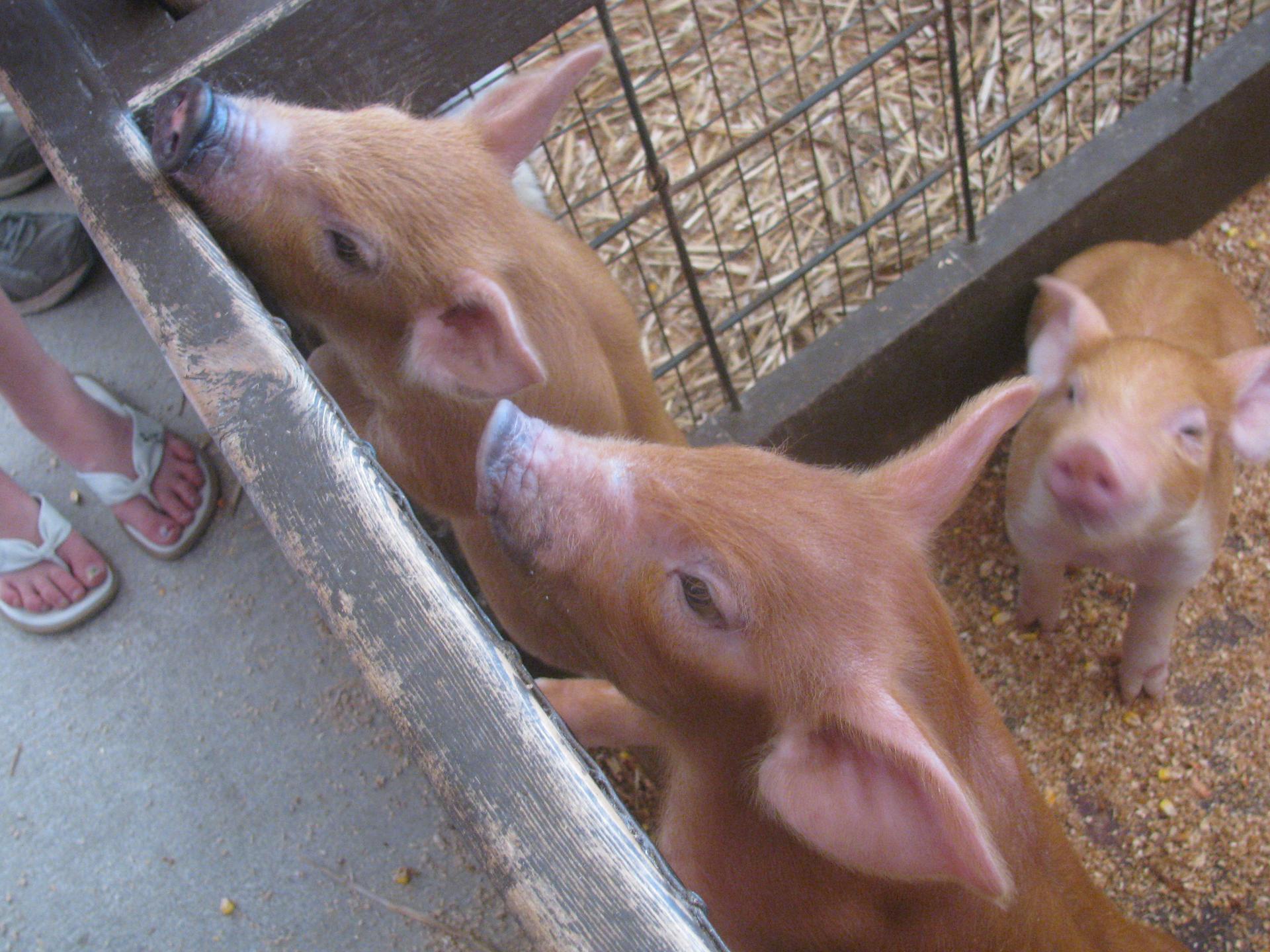 Two small pigs with snouts on a barrier, one pig standing in a pen.