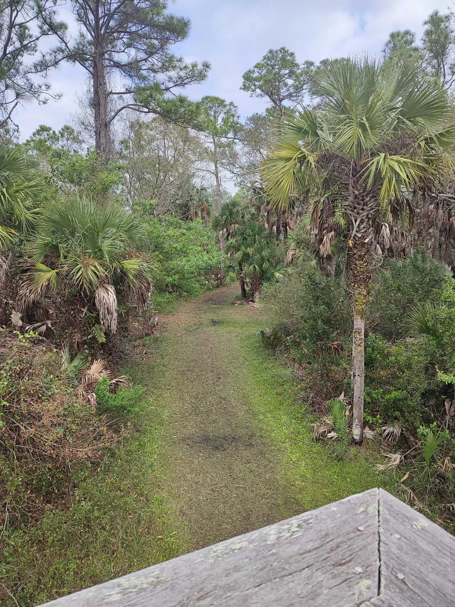 Overhead view of a grassy path winding through dense palm and pine trees.