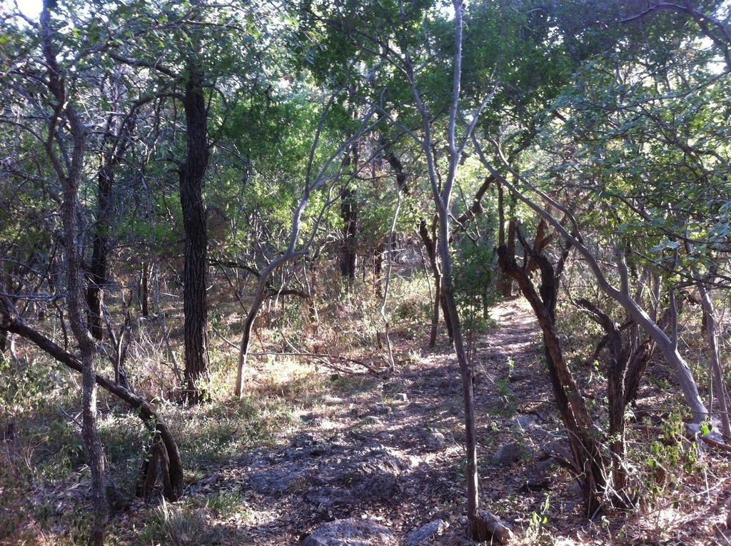 Dappled sunlight illuminates a winding dirt path through a dense forest.