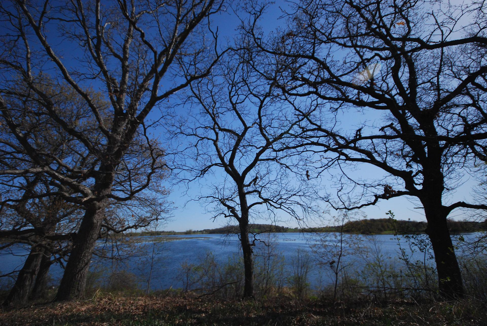 Silhouetted bare trees frame a bright blue lake under a clear sky.