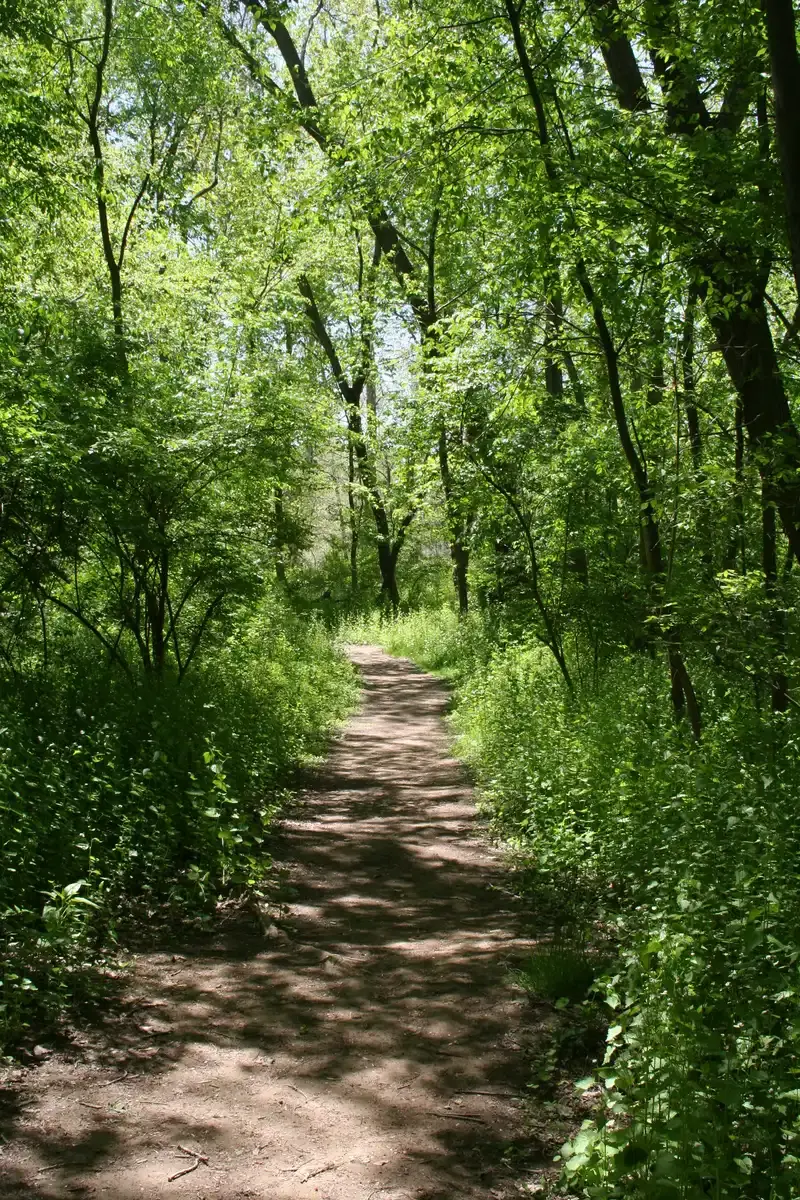 A sun-dappled dirt path winding through a vibrant green forest.