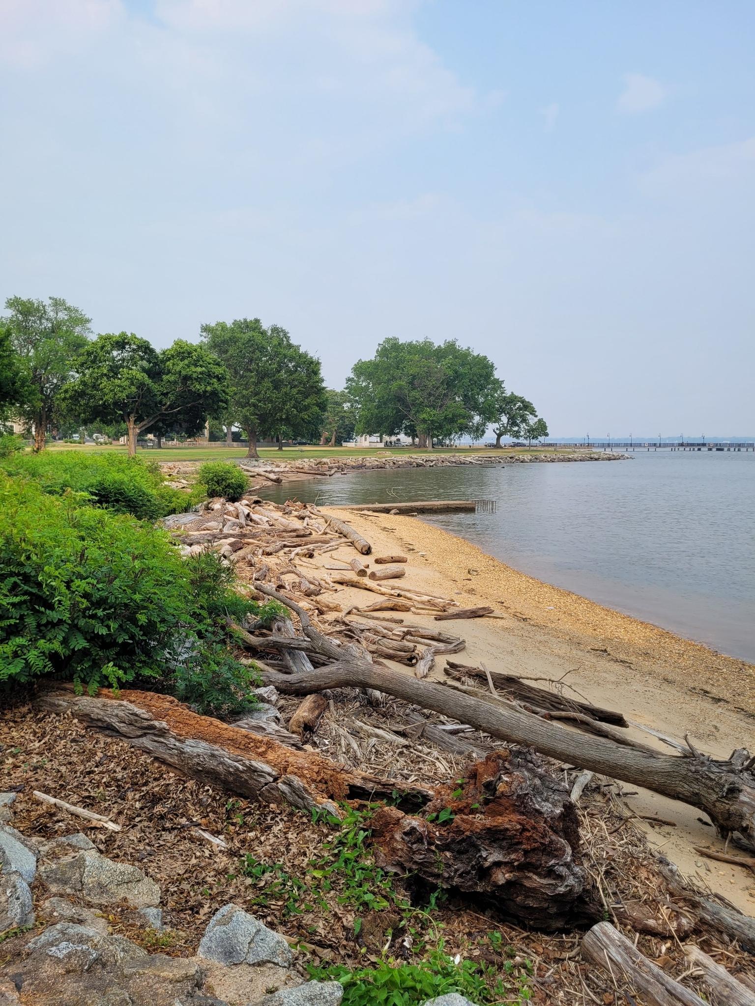 A sandy beach covered in driftwood, calm water, green trees, and an overcast sky.