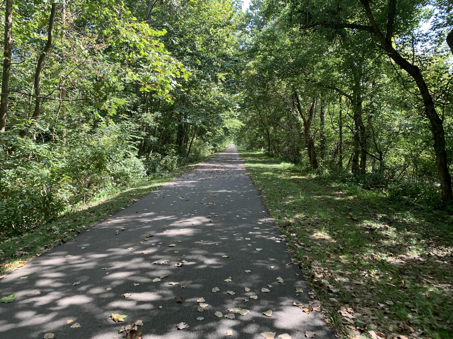 Paved path winding through a sunlit, green forest with dappled shadows.