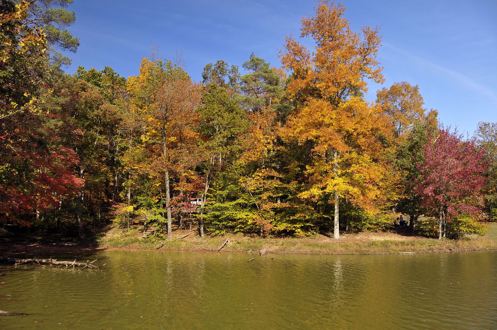 Bright autumn trees with colorful foliage reflect on calm water under a blue sky. - Tipsaw Lake loop