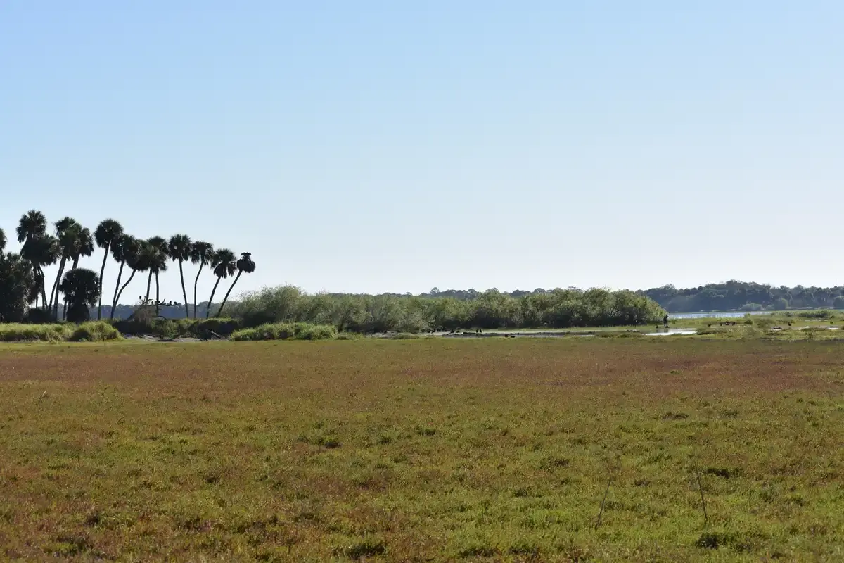 Expansive marshland with palm trees and distant water under a clear sky.