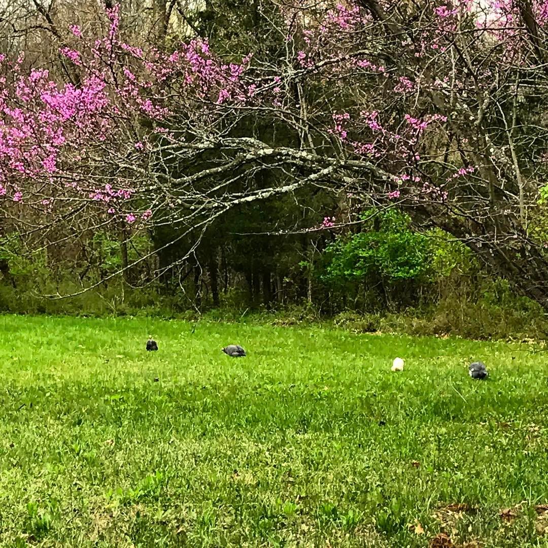 Several dark birds on green grass under a pink flowering tree.