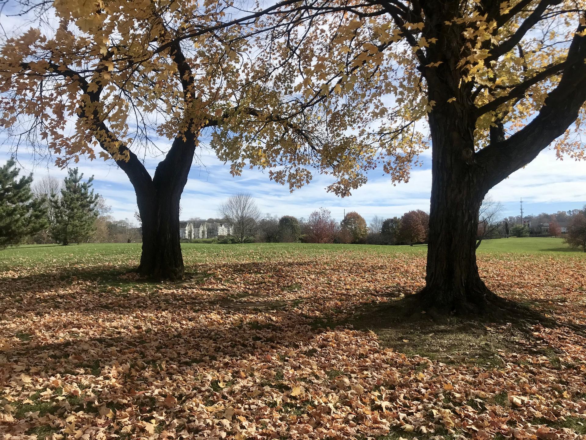 Two trees with golden autumn leaves in a sunny field of fallen leaves.