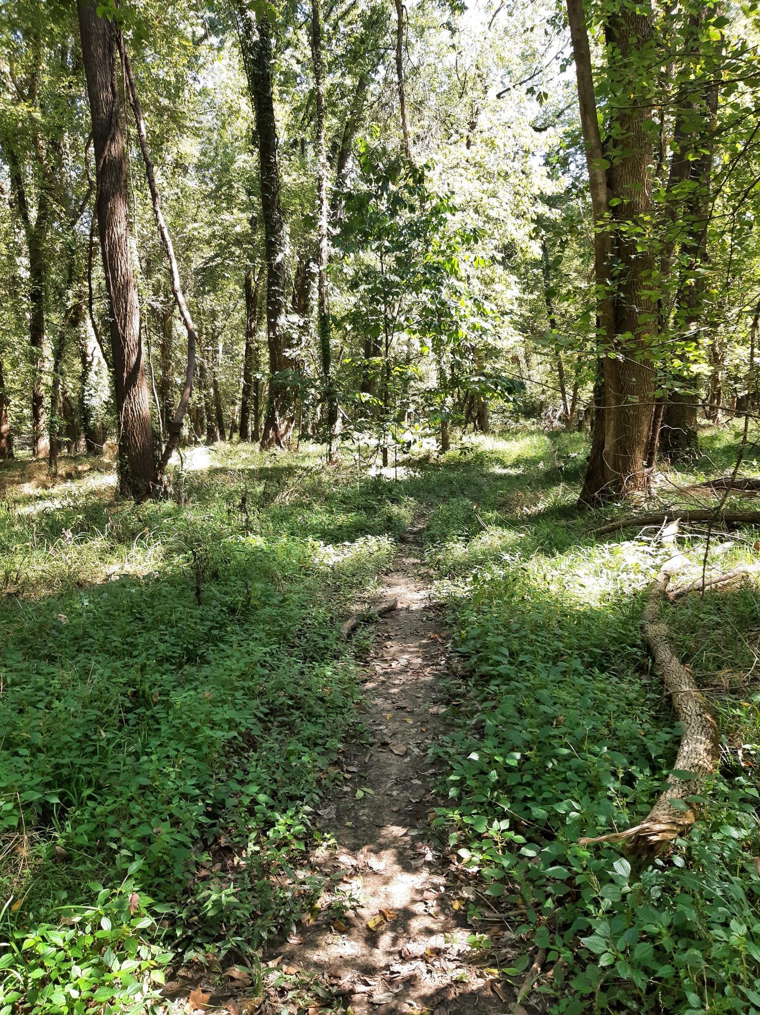 Narrow dirt path winding through a sun-dappled, green forest.