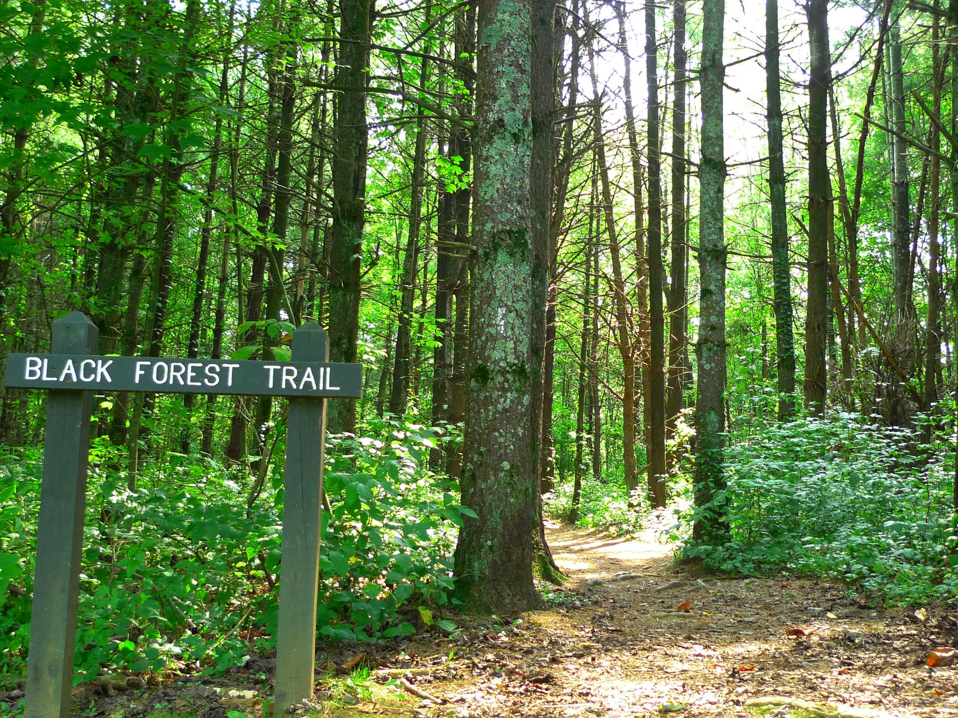 A wooden trail sign stands beside a sunlit path in a dense forest.