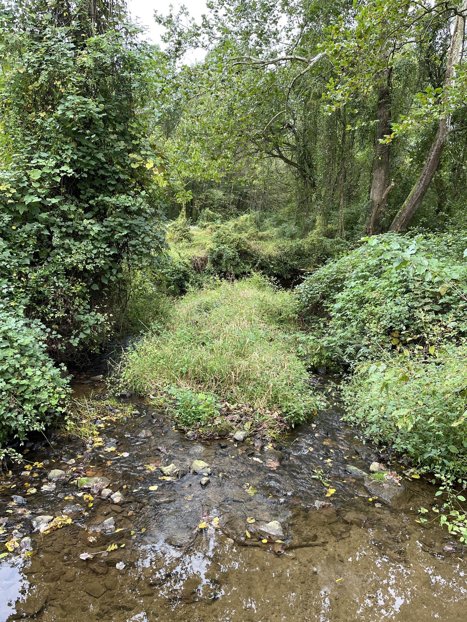A small rocky stream flowing through dense green forest vegetation on an overcast day.