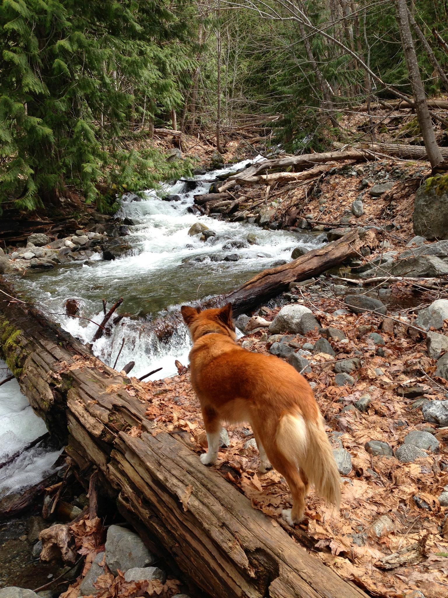 Brown dog on a log overlooking a rushing stream in a forest.