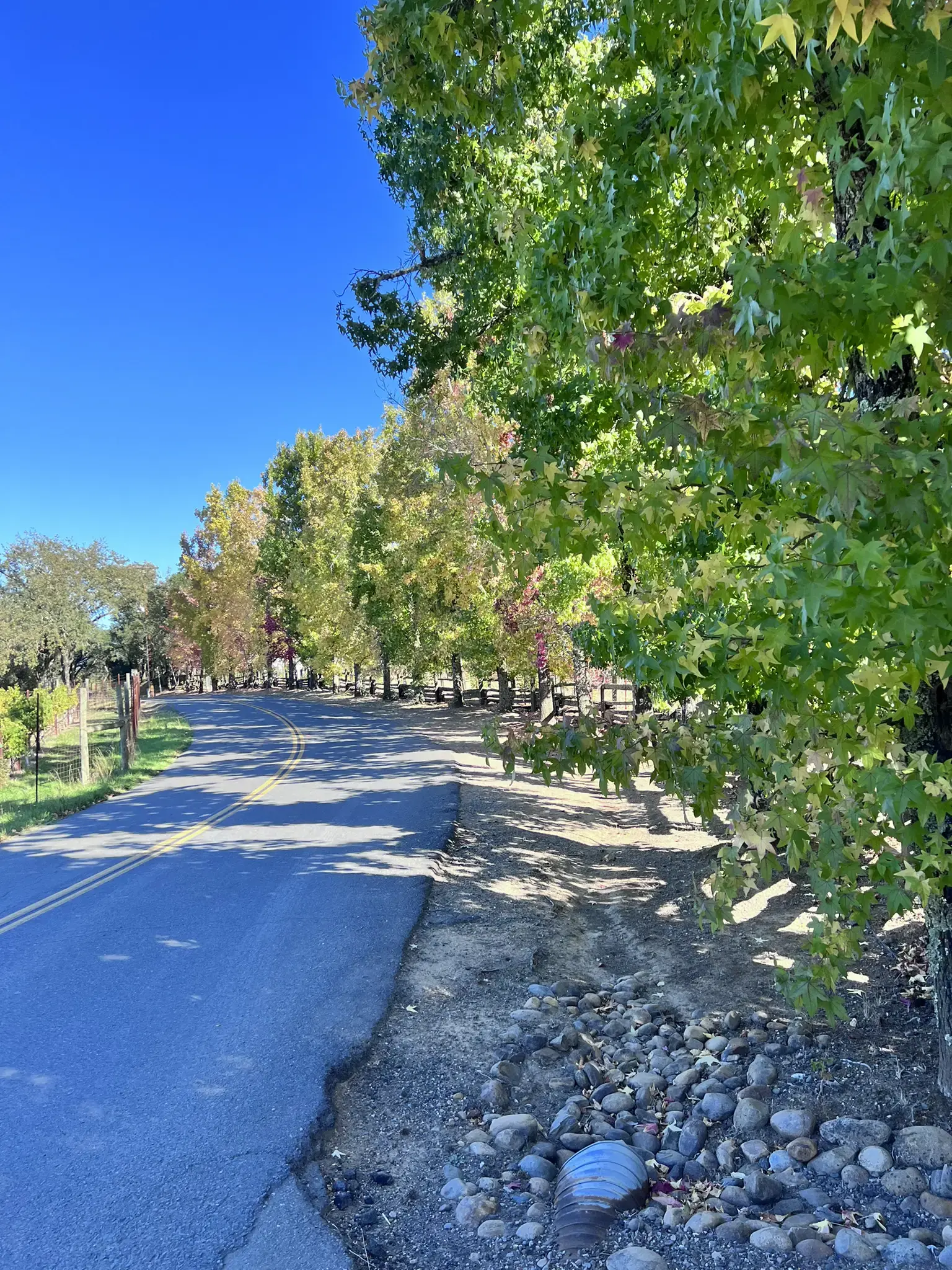 Curving road lined with trees displaying green and yellow autumn foliage.