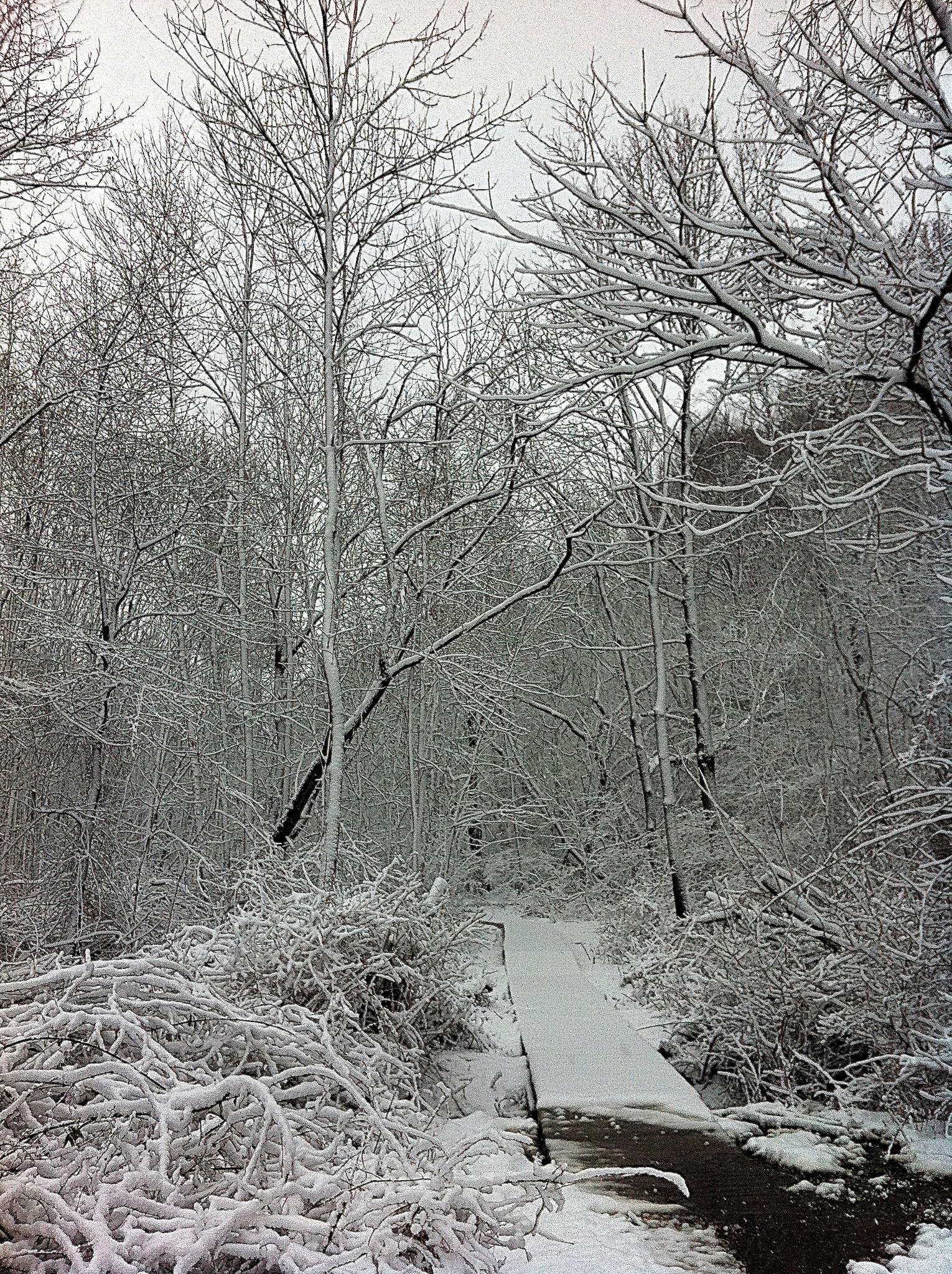Snow-covered boardwalk winding through a winter forest with bare, snow-laden trees.