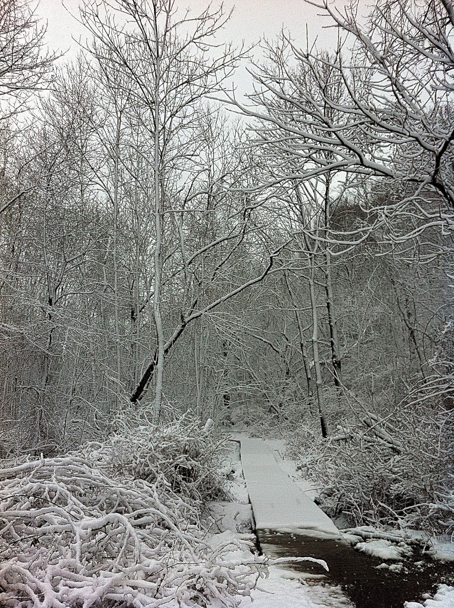 Snow-covered boardwalk winding through a winter forest with bare, snow-laden trees. - Poricy Park loop trail run