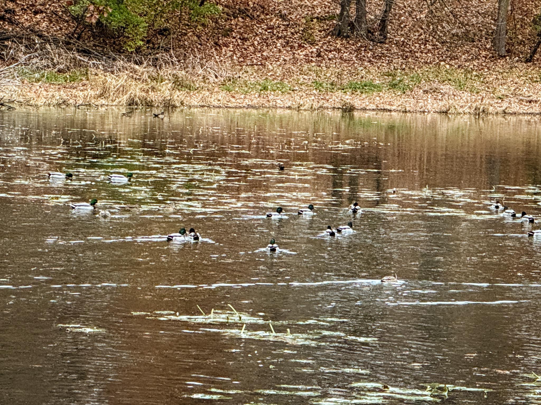 Many ducks swimming in a murky pond with brown banks and reflections.