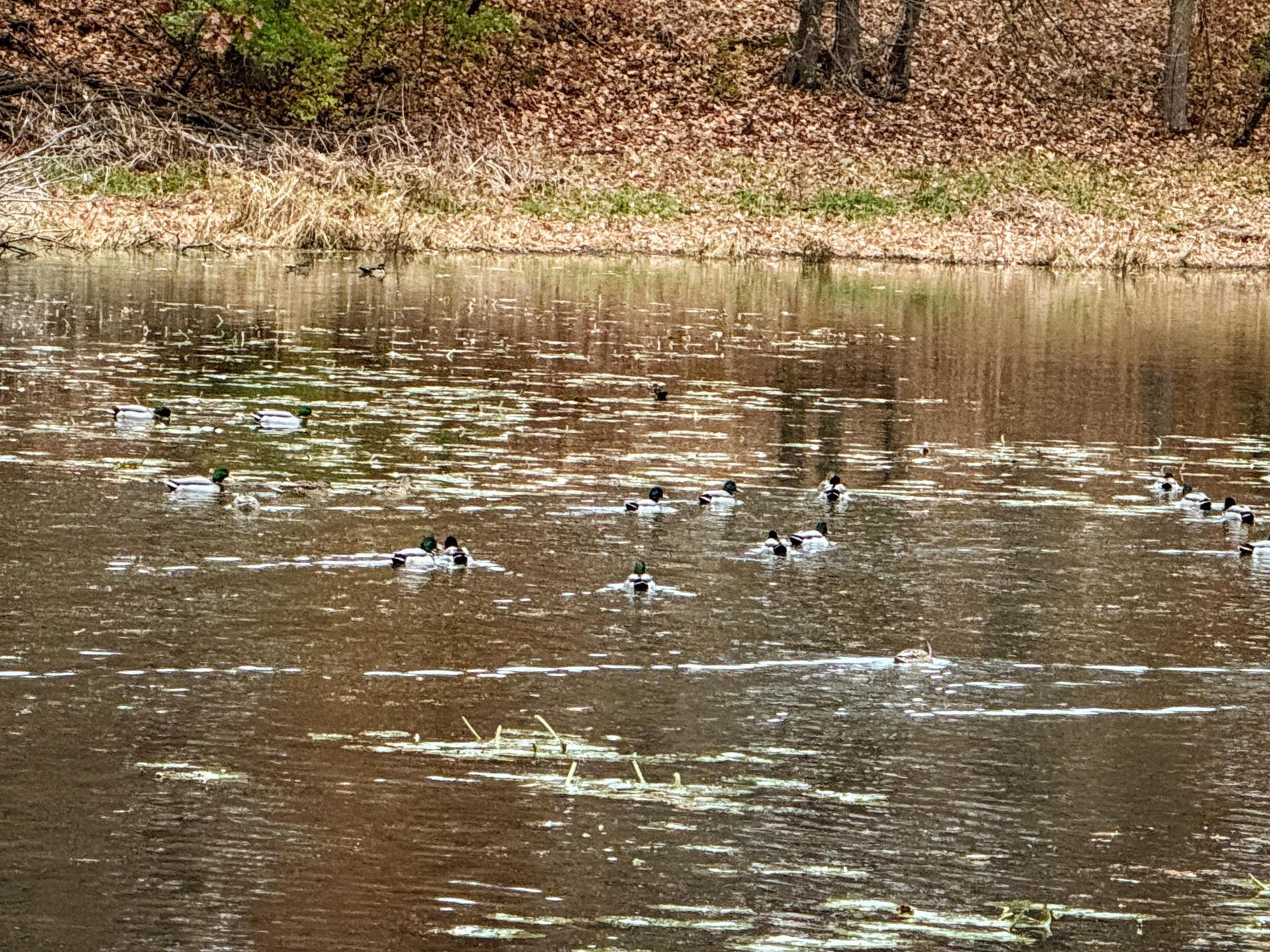 Many ducks swimming in a murky pond with brown banks and reflections.