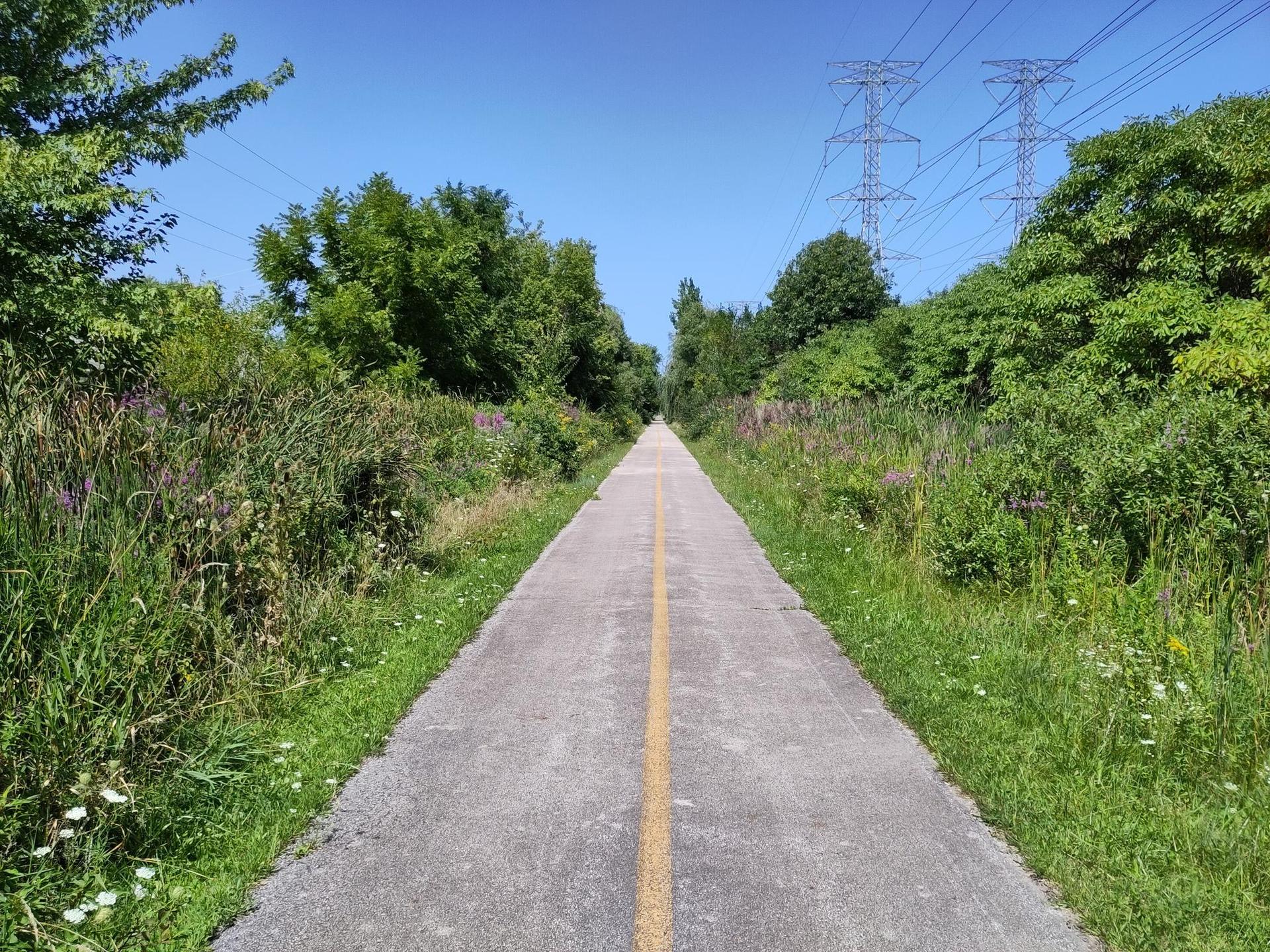 Sunny paved path lined with green trees and tall grass, power lines visible.
