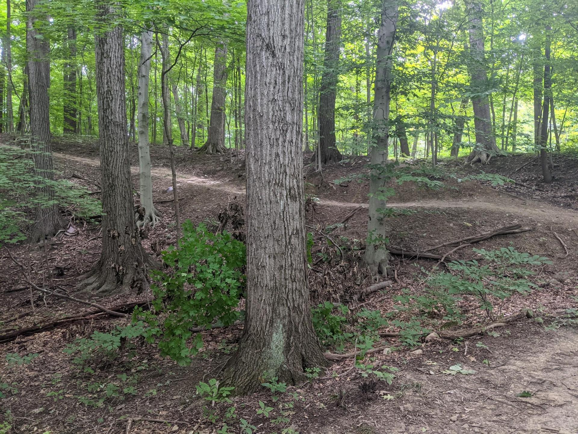 A winding dirt path through a sunlit, dense green forest with tall trees.