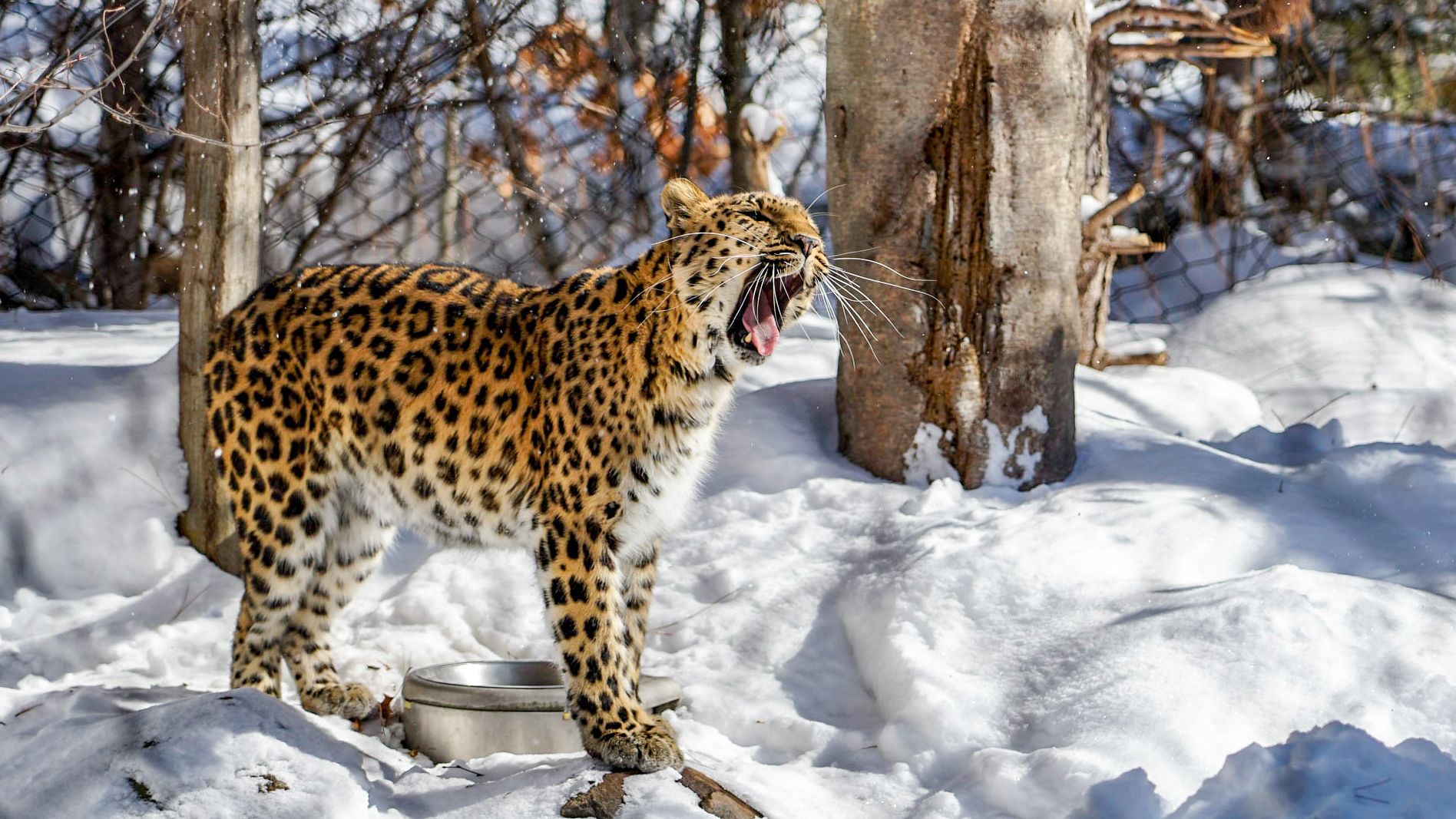 A spotted leopard yawns widely in a snowy, wooded enclosure on a sunny day. - Minnesota Zoo loop from Eastview High School