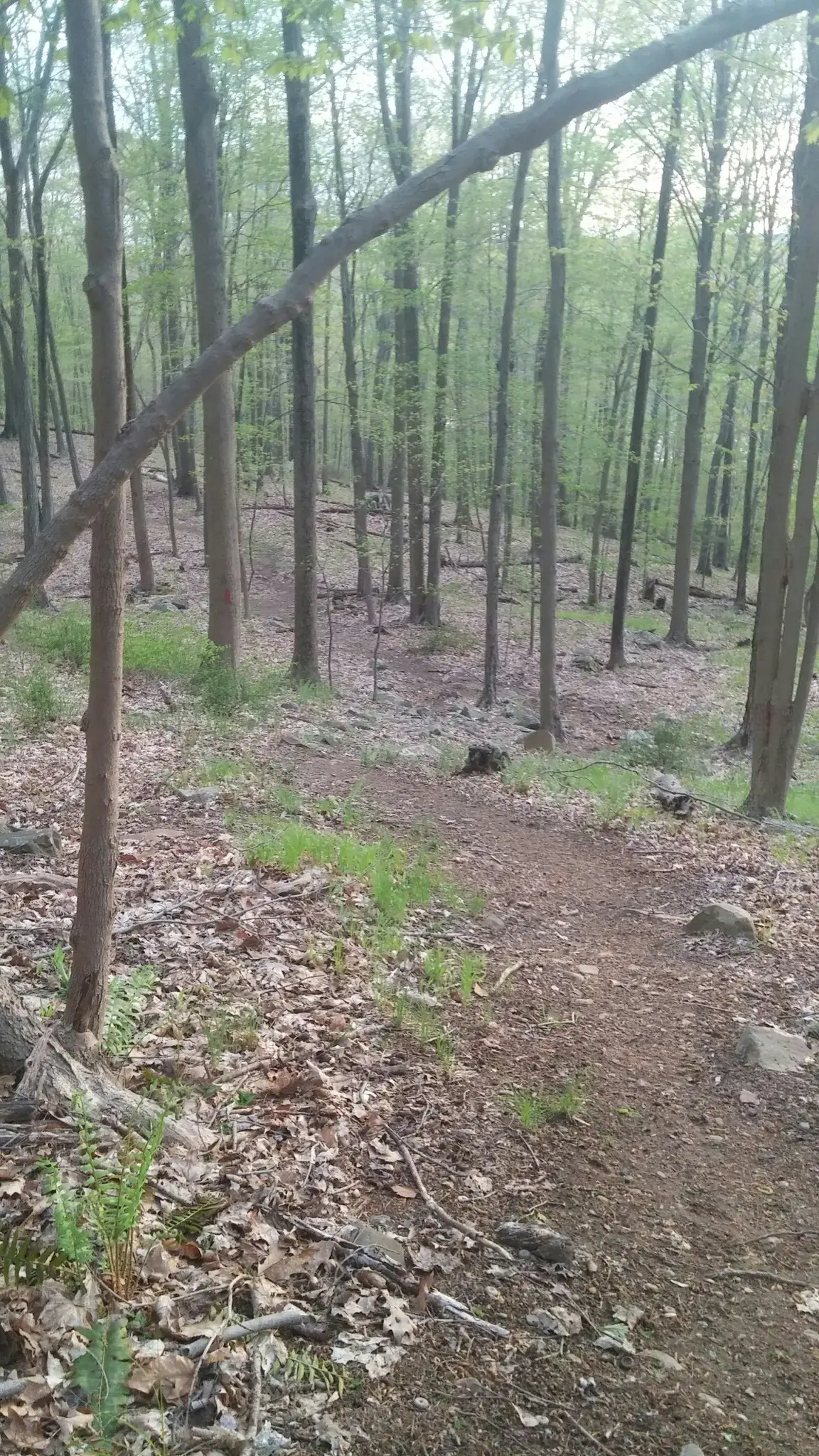 A narrow dirt path winding through a dense, light-filled forest with tall trees.