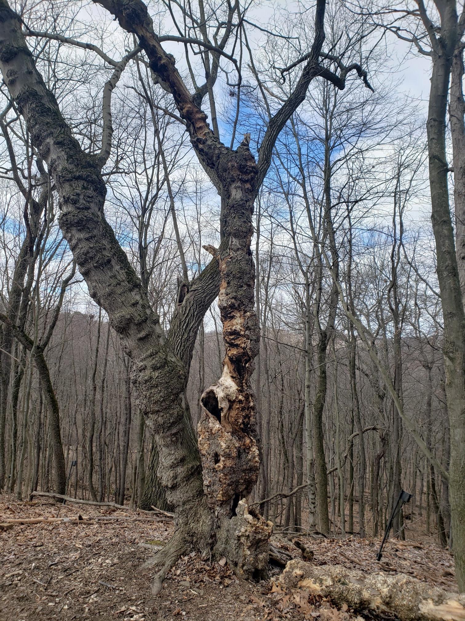 Gnarled, partially dead tree with exposed wood in a leafless forest under cloudy sky.