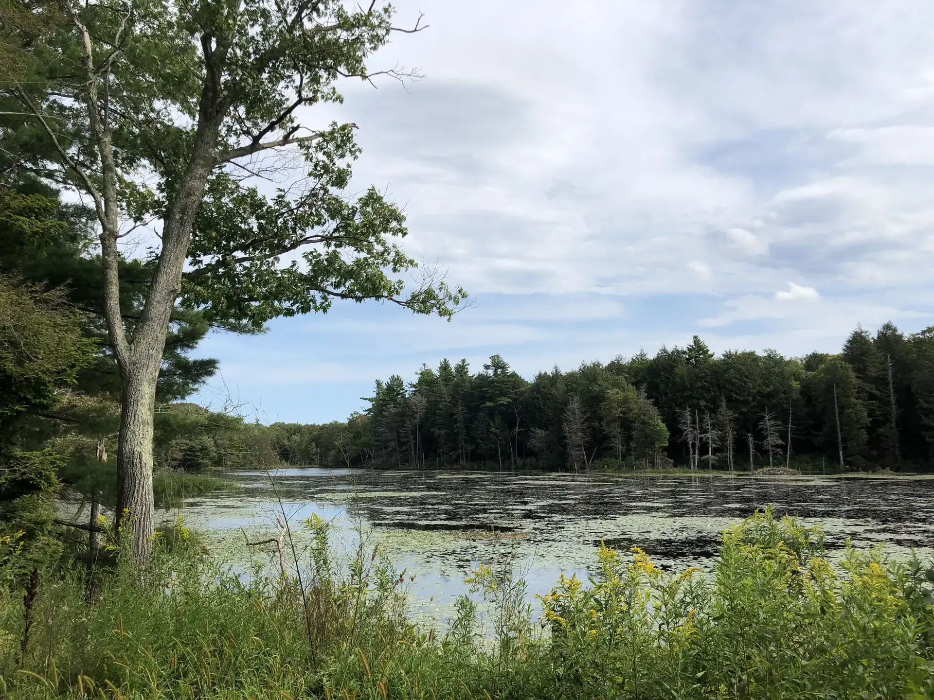 A serene lake covered in green plants, surrounded by lush forest under a cloudy sky.