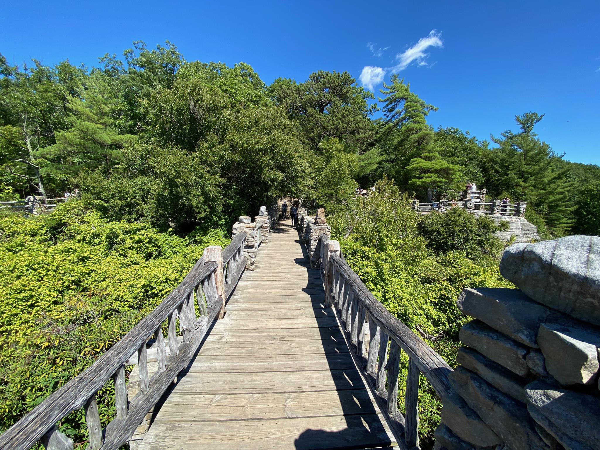 Wooden boardwalk winding through lush green foliage on a sunny day.
