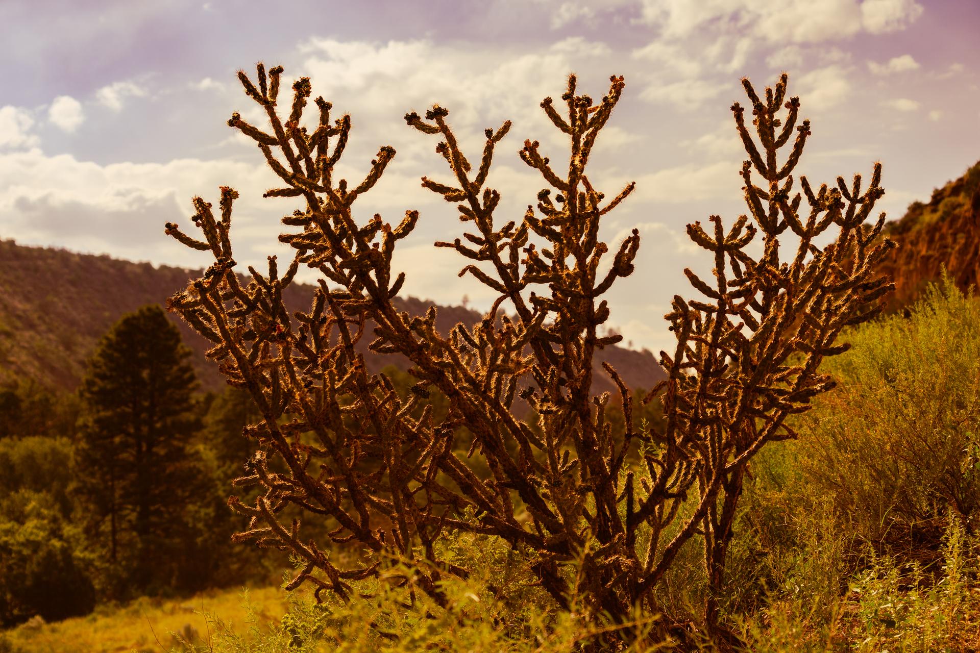 A large cactus in warm light, with hills and cloudy sky in the background.