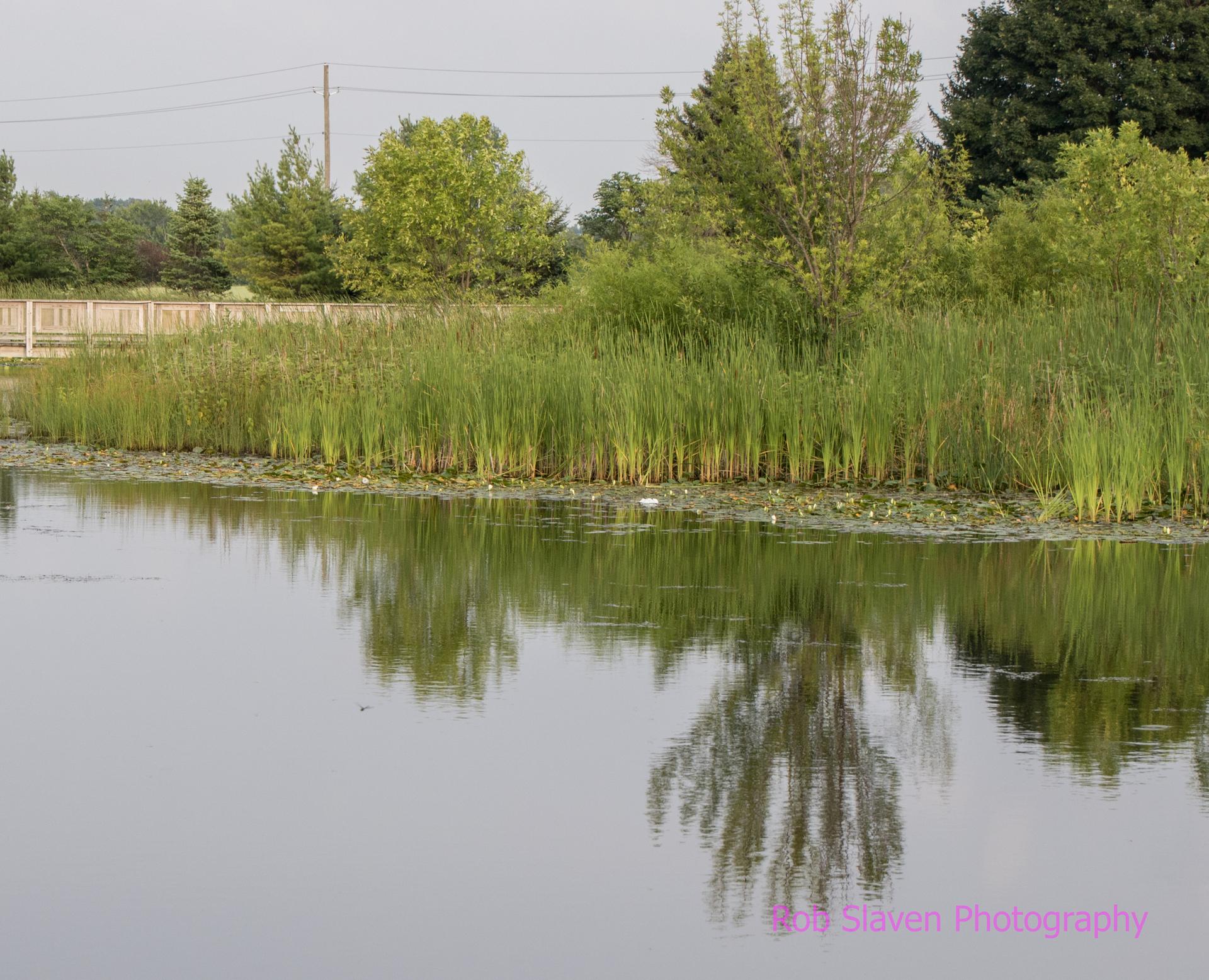Calm water reflects green trees and tall reeds on a soft, cloudy day.