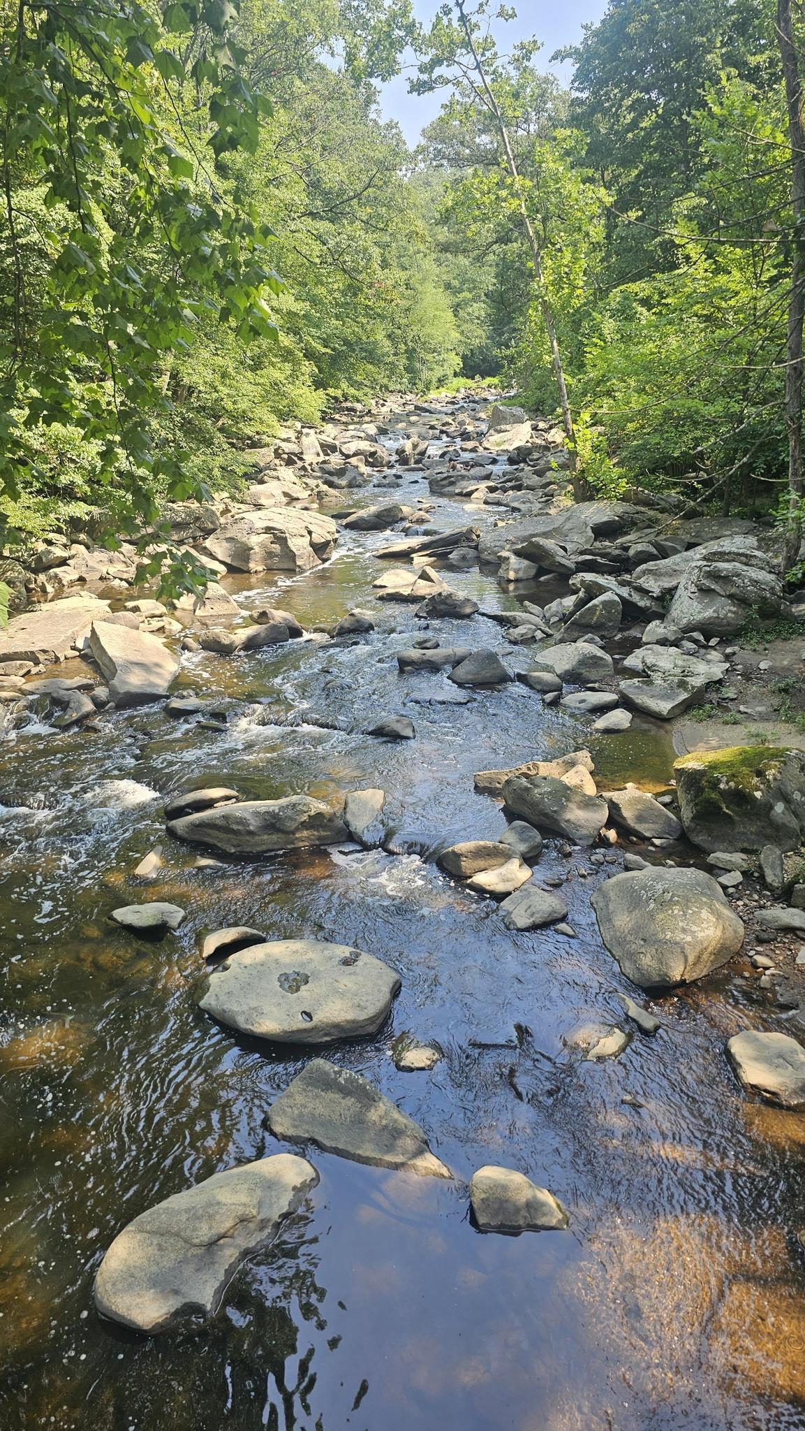 Rocky stream flowing through a lush green forest on a sunny day.