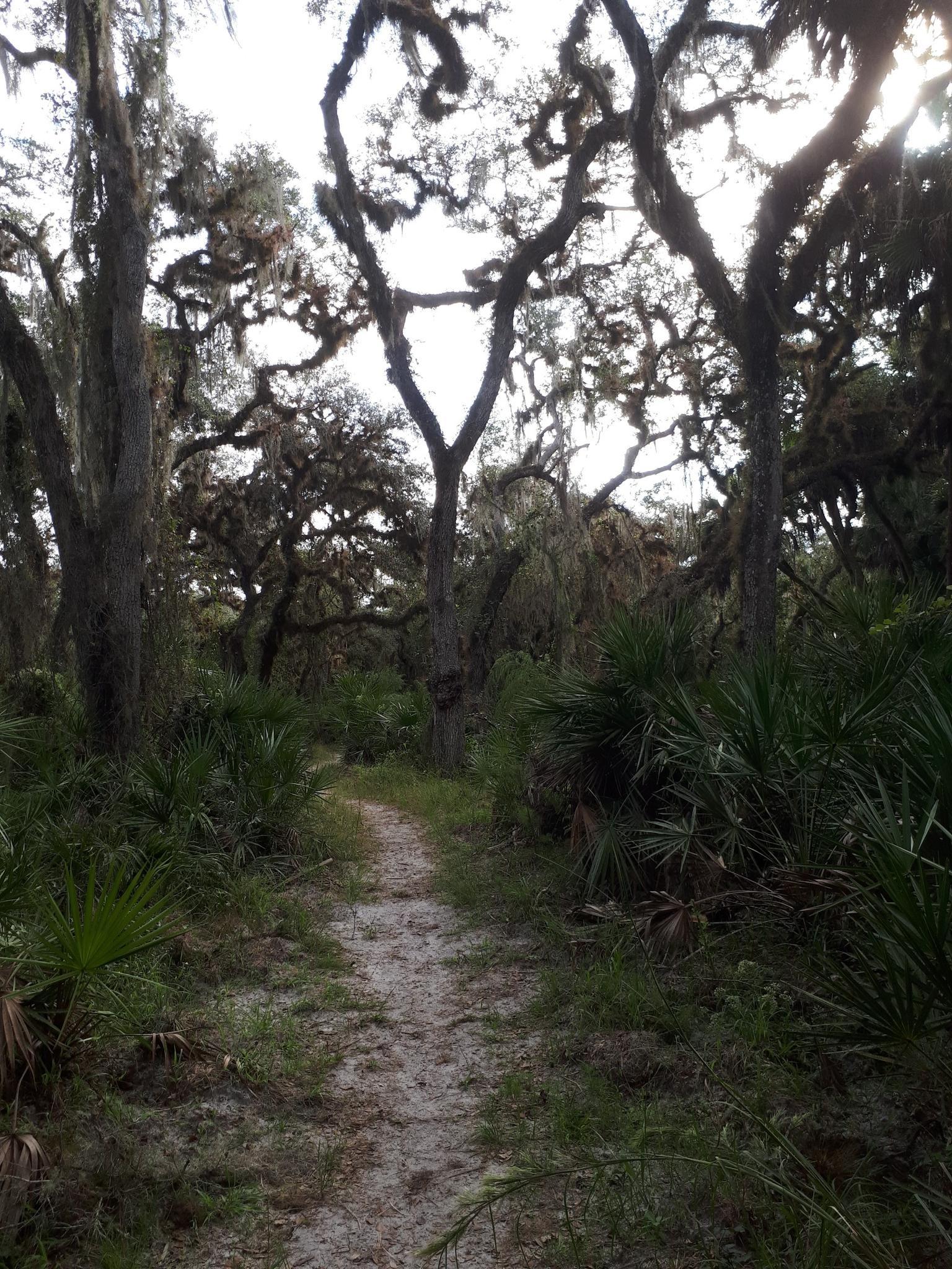 Narrow dirt path winding through a dark, mossy forest with dense vegetation.