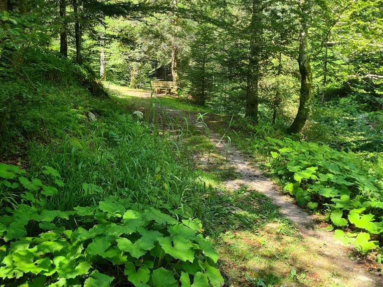Wilde Rench Tal zwischen Herbstwasen und Weiherplatz: Wanderungen und ...