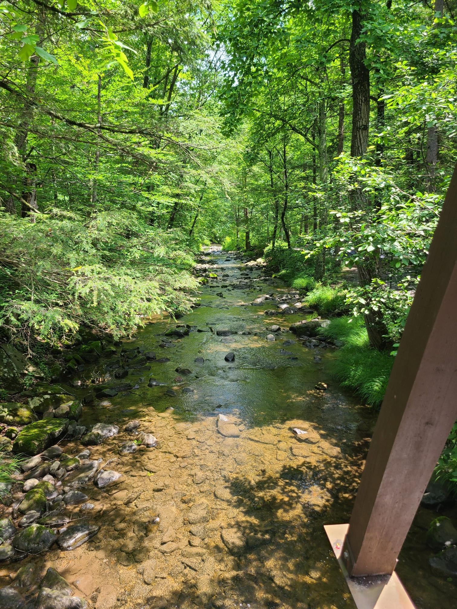 Shallow, rocky stream flowing through a sun-dappled green forest.