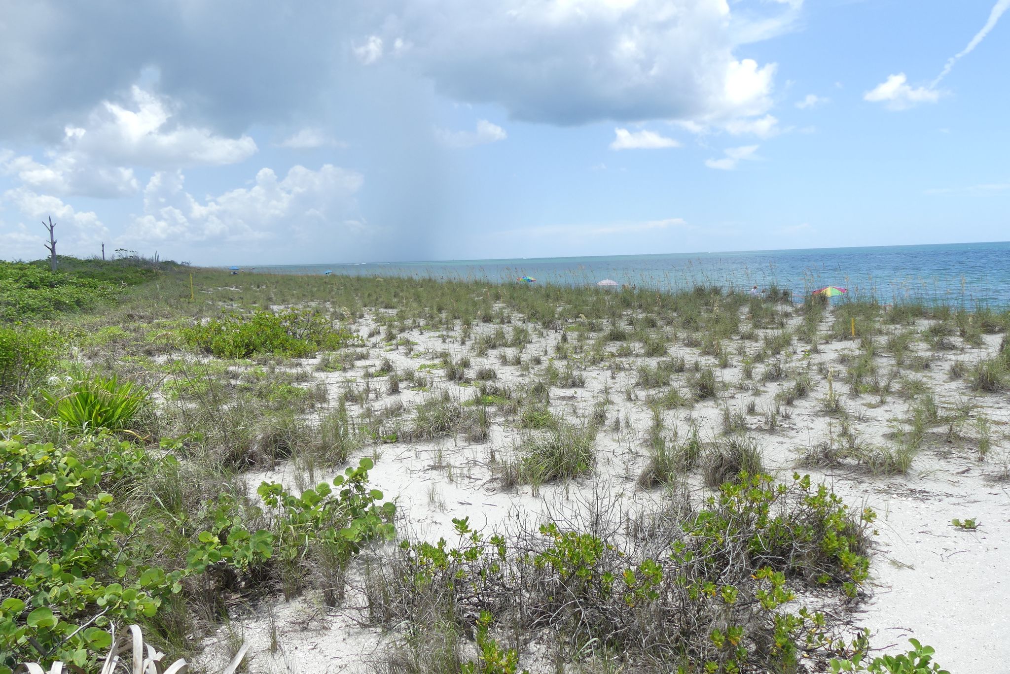 Sandy coastal landscape with sparse green vegetation, ocean, and cloudy sky with distant rain. - Stump Pass Beach Trail
