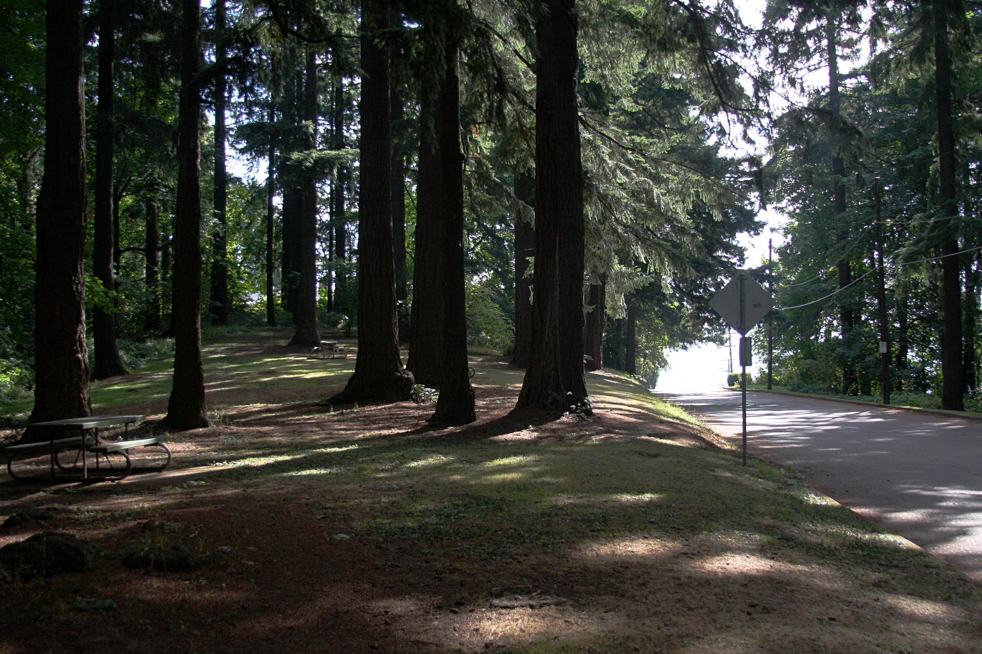 Sunlight filters through tall forest trees onto a shaded picnic area and road.