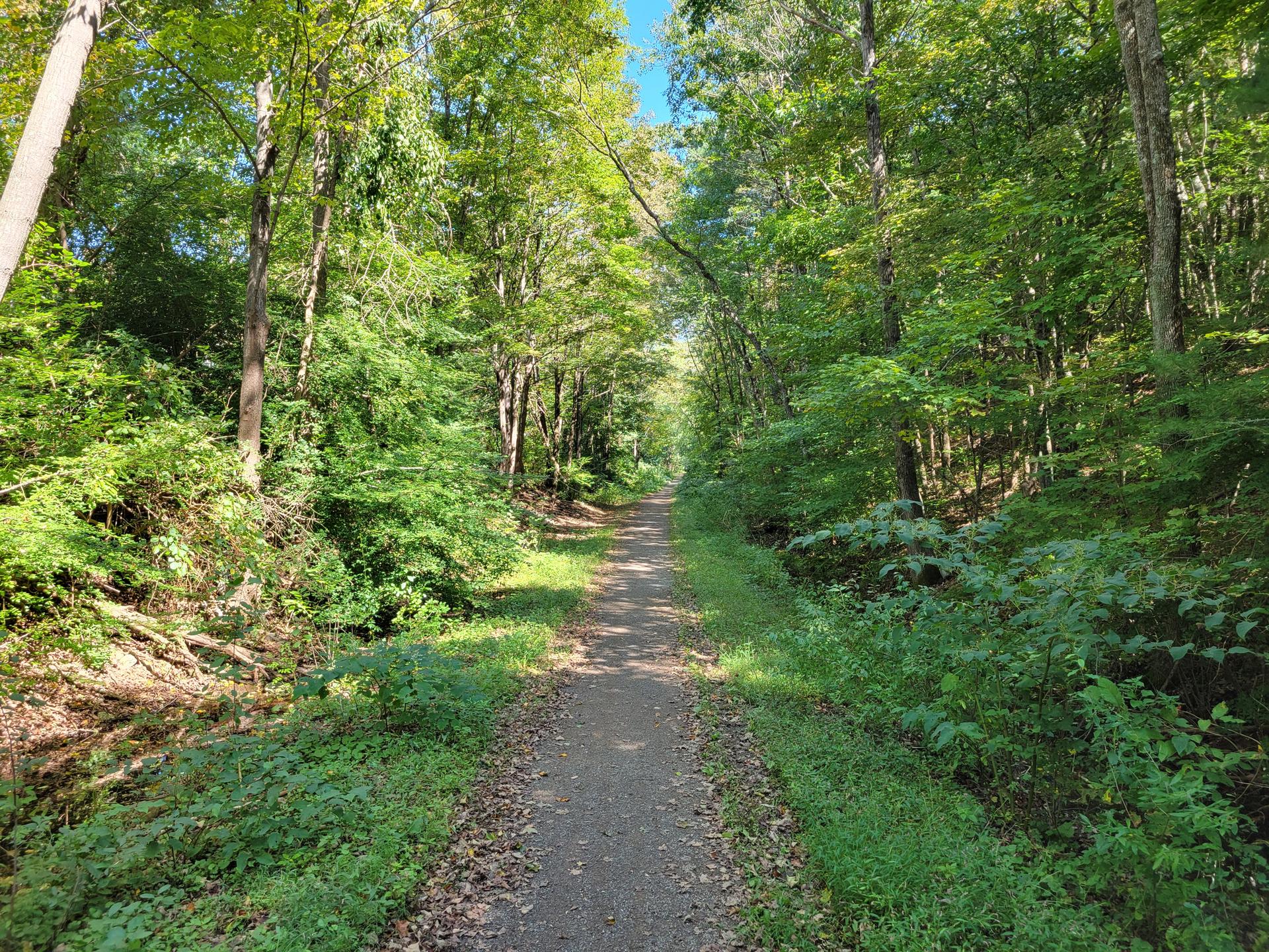 A sunlit dirt path winds through a vibrant green forest on a clear day.