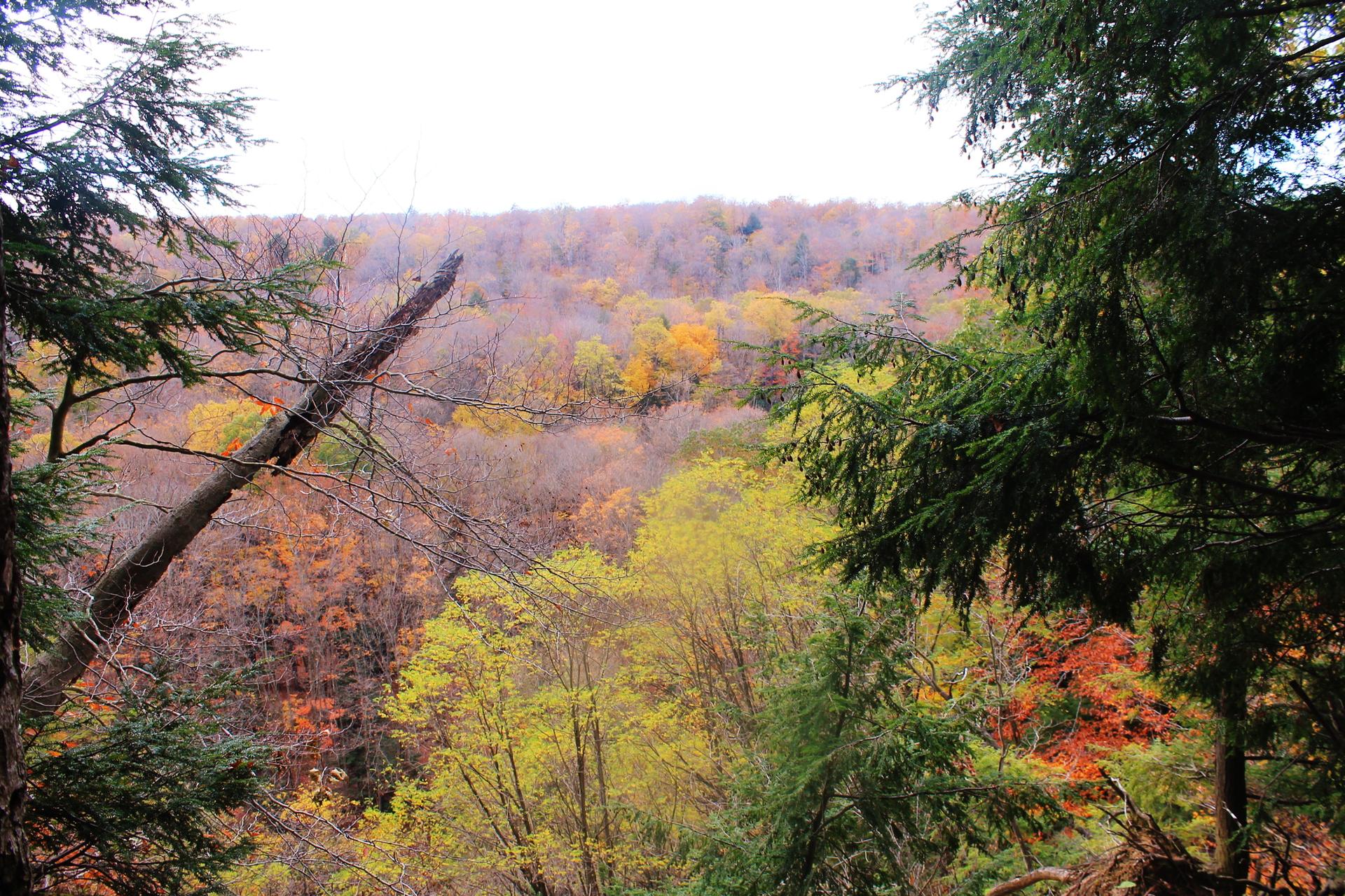 Vibrant autumn trees fill a valley, framed by dark evergreens.