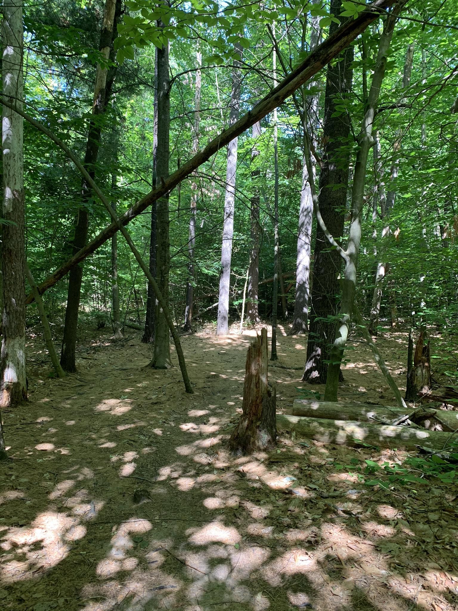 Sunlight filters through dense forest onto a sandy path with fallen trees. - Mountainbike loop from 100 Acre Woods