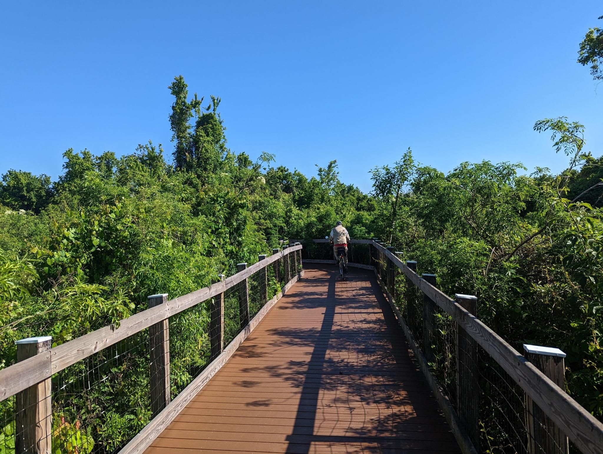 A person cycles on a wooden boardwalk through lush green foliage on a sunny day. - Lake Apopka Loop