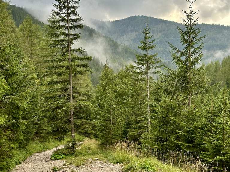 Jaworzynka Meadow – Przełęcz Między Kopami loop from Bogówka | hike ...