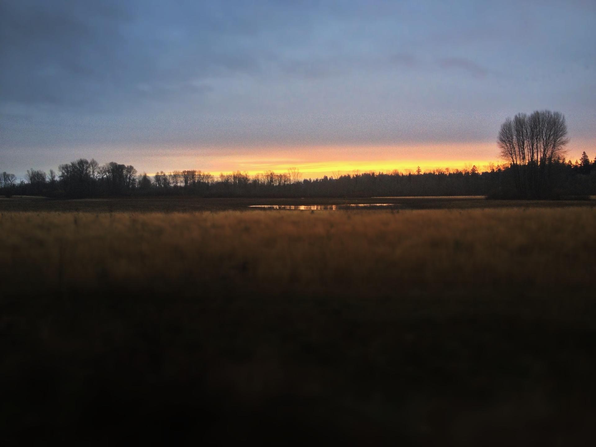 A warm sunset illuminates a grassy field, distant trees, and a reflective pond.